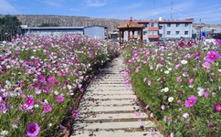 jessica jane日本护士